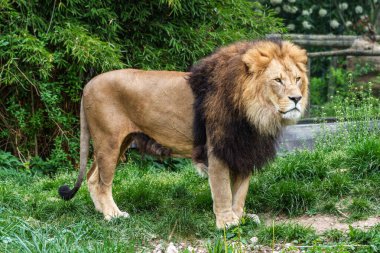 Aslan, Panthera leo, Panthera cinsindeki dört büyük kediden biridir ve Felidae familyasının bir üyesidir..