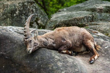 Genç dağ keçisi bir kayanın üzerinde - Alman parkında Capra dağ keçisi