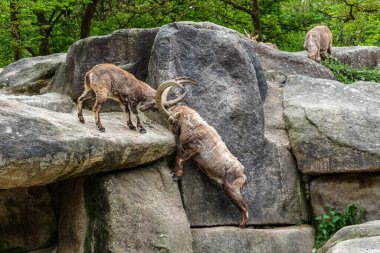 İki dağ keçisi dişilerin ve bölgelerin üzerinde kafa kafaya çarpışır. Avrupa Alpleri 'nin dağlarında yaşayan vahşi bir keçi türü..