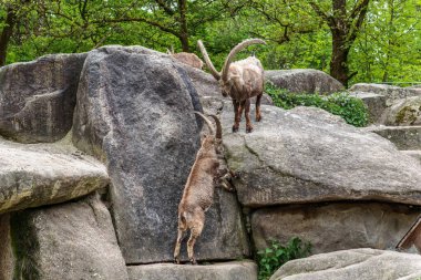 İki dağ keçisi dişilerin ve bölgelerin üzerinde kafa kafaya çarpışır. Avrupa Alpleri 'nin dağlarında yaşayan vahşi bir keçi türü..