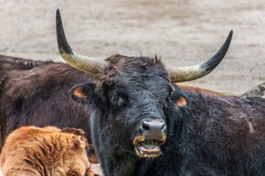 Bos Primigenius Taurus, soyu tükenmiş yaban öküzlerine benzediğini iddia etti. Alman parkında görülen yerli dağ sığırları