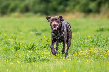 Labrador Retriever, Canis lupus familiaris çim tarlasında. Sağlıklı çikolata rengi labrador retriever Almanya 'da Donauwoerth, Bavyera' da eğleniyor.