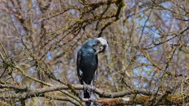 Kuzey yarımküre boyunca büyük siyah karabatak olarak bilinen büyük karabatak, Avustralya 'daki siyah karabatak ve Yeni Zelanda' nın daha güneyindeki siyah karabatak