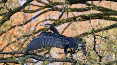 Kuzey yarımküre boyunca büyük siyah karabatak olarak bilinen büyük karabatak, Avustralya 'daki siyah karabatak ve Yeni Zelanda' nın daha güneyindeki siyah karabatak