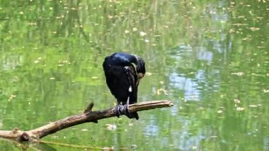 Kuzey yarımküre boyunca büyük siyah karabatak olarak bilinen büyük karabatak, Avustralya 'daki siyah karabatak ve Yeni Zelanda' nın daha güneyindeki siyah karabatak