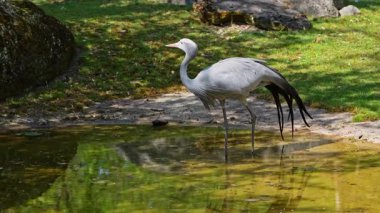 Grus paradisea, Güney Afrika 'ya özgü nesli tükenmekte olan bir kuş türü. Güney Afrika 'nın ulusal kuşudur.