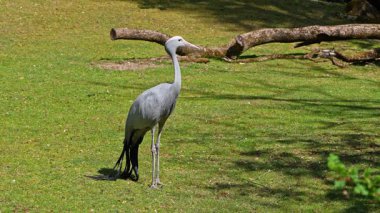 Grus paradisea, Güney Afrika 'ya özgü nesli tükenmekte olan bir kuş türü. Güney Afrika 'nın ulusal kuşudur.