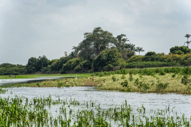 Alter do Chao, Santarem Bölgesi, Para State, Brezilya 'daki Jari Kanalı' na bir gezi. Amazon ve Tapajos Nehri 'ndeki Jari Kanalı' nın sel basmış bölgelerinin doğal manzarası.