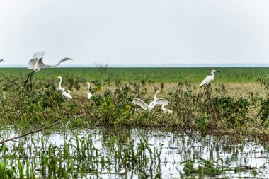 Büyük Akbalıkçıl, Ardea Alter do Chao 'daki Jari Kanalı' nda, Santarem Bölgesi, Para State, Brezilya. Amazon ve Tapajos Nehri 'ndeki Jari Kanalı' nın sel basmış bölgelerinin doğal manzarası.