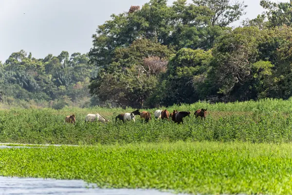 Alter do Chao, Santarem Bölgesi, Para State, Brezilya 'daki Jari Kanalı' na bir gezi. Amazon ve Tapajos Nehri 'ndeki Jari Kanalı' nın sel basmış bölgelerinin doğal manzarası.
