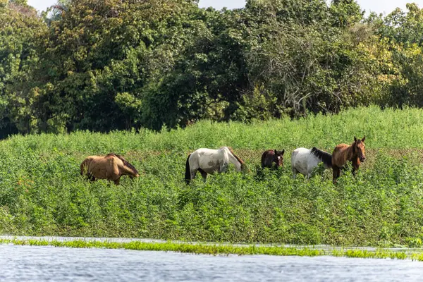 Alter do Chao, Santarem Bölgesi, Para State, Brezilya 'daki Jari Kanalı' na bir gezi. Amazon ve Tapajos Nehri 'ndeki Jari Kanalı' nın sel basmış bölgelerinin doğal manzarası.