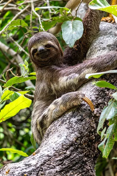 Kahverengi boğazlı tembel hayvan - Alter do Chao, Santarem, Para State, Brezilya 'daki Jari Kanalı' ndaki tembel hayvan yolunda Bradypus varegatus.