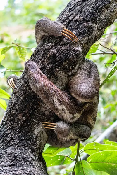 Kahverengi boğazlı tembel hayvan - Alter do Chao, Santarem, Para State, Brezilya 'daki Jari Kanalı' ndaki tembel hayvan yolunda Bradypus varegatus.
