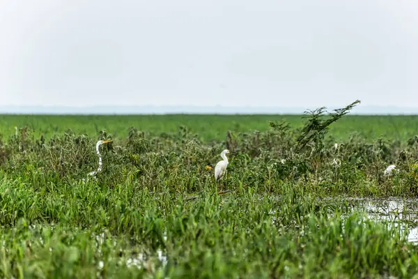 Büyük Akbalıkçıl, Ardea Alter do Chao 'daki Jari Kanalı' nda, Santarem Bölgesi, Para State, Brezilya. Amazon ve Tapajos Nehri 'ndeki Jari Kanalı' nın sel basmış bölgelerinin doğal manzarası.