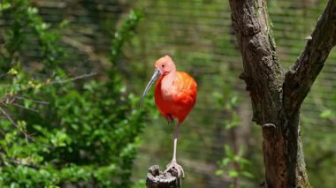 Kızıl aynak, Eudocimus ruber, Threskiornithidae familyasından bir kuş, kabuklu deniz ürünlerinin kırmızımsı renklerine hayran kalmıştır.