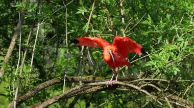 Kızıl aynak, Eudocimus ruber, Threskiornithidae familyasından bir kuş, kabuklu deniz ürünlerinin kırmızımsı renklerine hayran kalmıştır.