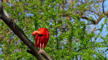 Kızıl aynak, Eudocimus ruber, Threskiornithidae familyasından bir kuş, kabuklu deniz ürünlerinin kırmızımsı renklerine hayran kalmıştır.
