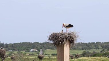 Büyüleyici Beyaz Leylekler, Portekiz 'in Algarve bölgesindeki Odiaxere' de Ciconia ciconia..