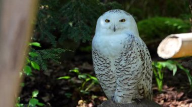 Karlı baykuş, Bubo skandiacus, Strigidae ailesinin kuşu. Sarı gözlü.