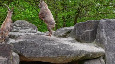 İki dağ keçisi dişilerin ve bölgelerin üzerinde kafa kafaya çarpışır. Avrupa Alpleri 'nin dağlarında yaşayan vahşi bir keçi türü..