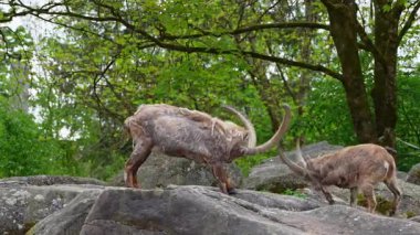 İki dağ keçisi dişilerin ve bölgelerin üzerinde kafa kafaya çarpışır. Avrupa Alpleri 'nin dağlarında yaşayan vahşi bir keçi türü..