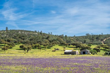 Portekiz 'de bulunan tipik bir Alentejo kuru manzarası. Arronches 'deki kırsal Alentejo manzarası, Portekiz' deki Portalegre.