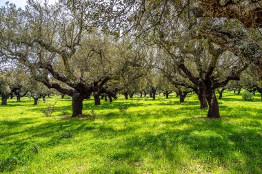 Arronches, Alentejo, Portekiz yakınlarındaki Hortas de Baixo 'daki Mantar Meşe Ormanı' ndan geçiyorum..