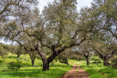 Arronches, Alentejo, Portekiz yakınlarındaki Hortas de Baixo 'daki Mantar Meşe Ormanı' ndan geçiyorum..