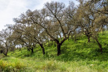 Arronches, Alentejo, Portekiz yakınlarındaki Hortas de Baixo 'daki Mantar Meşe Ormanı' ndan geçiyorum..