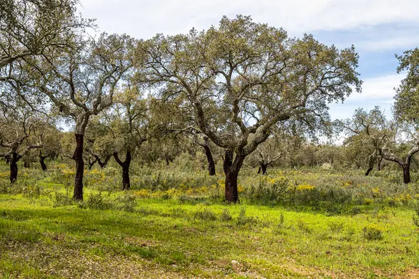 Arronches, Alentejo, Portekiz yakınlarındaki Hortas de Baixo 'daki Mantar Meşe Ormanı' ndan geçiyorum..
