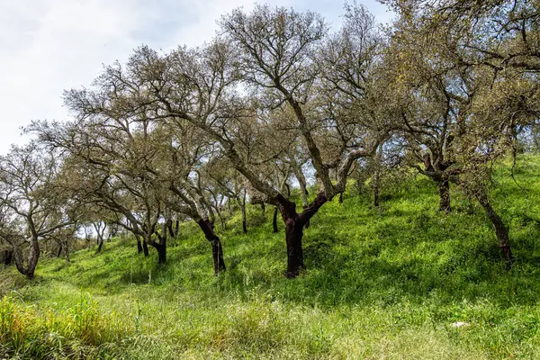 Arronches, Alentejo, Portekiz yakınlarındaki Hortas de Baixo 'daki Mantar Meşe Ormanı' ndan geçiyorum..