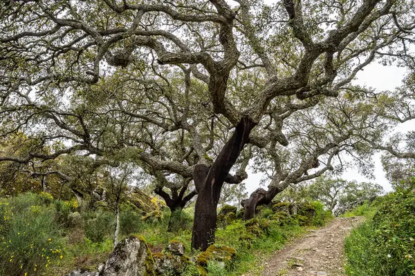 Portekiz 'deki Portalegre' de yürüyüş rotası. Percurso Pedestre de Galegos