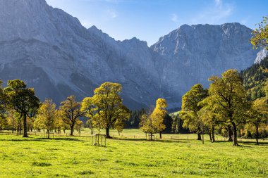 Ahornboden 'daki akçaağaç ağaçlarının sonbahar manzarası, Karwendel dağları, Tyrol, Avusturya