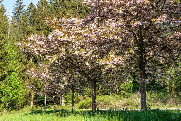 Japon kirazı, Prunus serrulata Dünya Ormanı 'nda çiçek açıyor, Almanya' nın Bavyera kentindeki Münih yakınlarında Weltwald in Freising.
