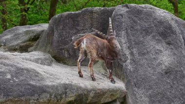 Genç dağ keçisi bir kayanın üzerinde - Alman parkında Capra dağ keçisi