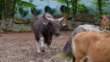 Banteng, Bos javanicus veya Red Bull. Vahşi bir sığır türüdür ama sığır ve bizondan farklı kilit özellikler vardır: hem erkek hem de dişilerde beyaz bir şerit..