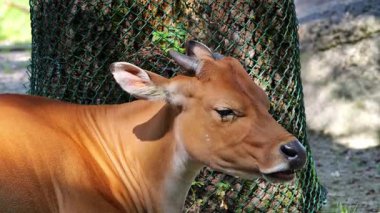 Banteng, Bos javanicus veya Red Bull. Vahşi bir sığır türüdür ama sığır ve bizondan farklı kilit özellikler vardır: hem erkek hem de dişilerde beyaz bir şerit..