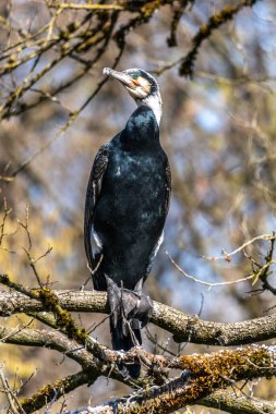 Kuzey yarımküre boyunca büyük siyah karabatak olarak bilinen büyük karabatak, Avustralya 'daki siyah karabatak ve Yeni Zelanda' nın daha güneyindeki siyah karabatak