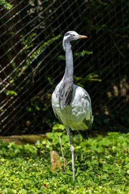 Demokiselle Crane ve Anthropoides başak kuşları gün boyunca açık yeşil çayırlarda yaşarlar. Orta Avrupa 'da bulunan bir turna türüdür.