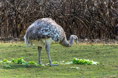 Darwin 'in Rhea' sı, Rhea pennata daha az Rhea olarak da bilinir. Büyük, uçamayan bir kuştur, fakat iki Rheas türünün en küçüğüdür..