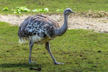 Darwin 'in Rhea' sı, Rhea pennata daha az Rhea olarak da bilinir. Büyük, uçamayan bir kuştur, fakat iki Rheas türünün en küçüğüdür..