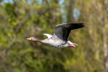 Anser anser, Anatidae familyasından Anatidae familyasından bir kaz türü. Burada havada uçuyor..