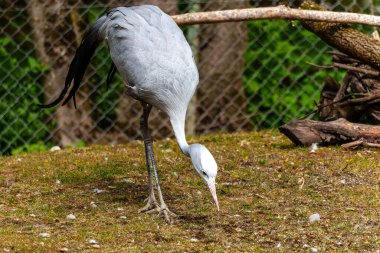 Grus paradisea, Güney Afrika 'ya özgü nesli tükenmekte olan bir kuş türü. Güney Afrika 'nın ulusal kuşudur.