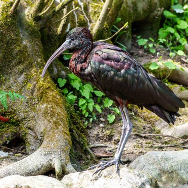 Parlak aynak, Plegadis falcinellus, Threskiornithidae familyasından bir kuş türü..