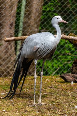 Grus paradisea, Güney Afrika 'ya özgü nesli tükenmekte olan bir kuş türü. Güney Afrika 'nın ulusal kuşudur.