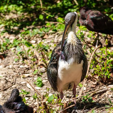 Saman boyunlu Ibis, Threskiornis spinicollis, Threskiornithidae familyasından bir kuş türü..