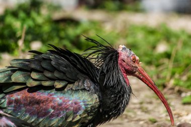 Kuzey Kel aynak, inzivaya çekilmiş aynak veya waldrapp lat.Geronticus eremita, kısır, yarı çöl veya kayalık yaşam alanlarında genellikle akan sulara yakın yerlerde bulunan bir göçmen kuşdur..