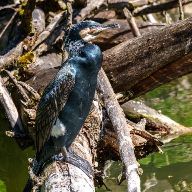 Kuzey yarımküre boyunca büyük siyah karabatak olarak bilinen büyük karabatak, Avustralya 'daki siyah karabatak ve Yeni Zelanda' nın daha güneyindeki siyah karabatak