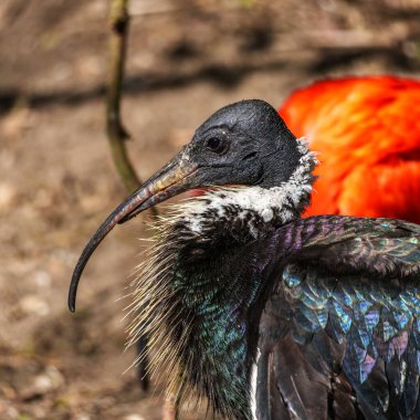 Saman boyunlu Ibis, Threskiornis spinicollis, Threskiornithidae familyasından bir kuş türü..