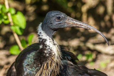 Saman boyunlu Ibis, Threskiornis spinicollis, Threskiornithidae familyasından bir kuş türü..